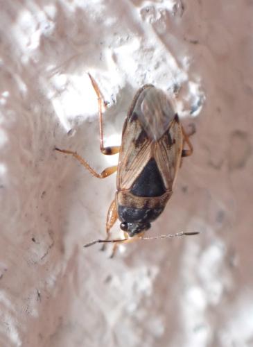 Réf. 295 406 : Trapezonotus ullrichi